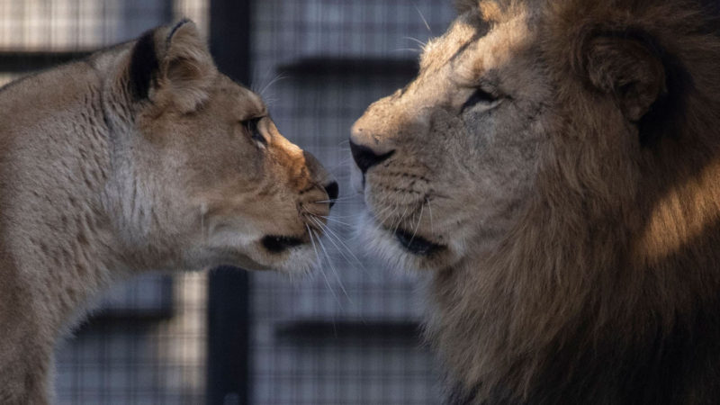 Volcan, newly-arrived nine-year-old male Barbary lion, is pictured at the Paris zoological park de Paris, in Vincennes, east of Paris, on December 18, 2020. - Volcan has been given by Rabat Zoo a few weeks ago and gets to know his new clan. (Photo / RSS)