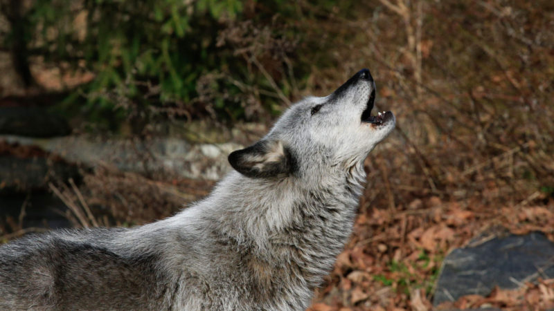 A wolf howls at a Wolf Conservation Center on December 6, 2020 in South Salem, New York. - They thrive at teamwork, fight for their homes, and cherish their families above all else. It's sometimes said there is no animal on Earth more similar to humans in their social behavior than wolves. But the iconic species -- long a symbol of the free spirit of the American wilderness -- could soon be imperilled because of the Trump administration's decision to rescind protections that brought them back from the brink of extinction. (Photo / RSS)