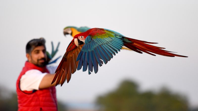  A bird lover trains parrots during a parrot-training show held by Kuwaiti bird lovers in Jahra Governorate, Kuwait, Dec. 7, 2020. (Photo by Ghazy Qaffaf/RSS)