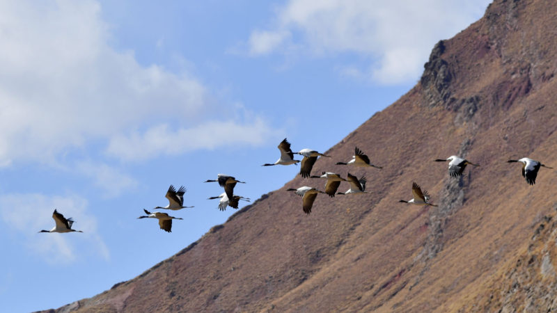 Black-necked cranes hover over a nature reserve in Lhunzhub County, Lhasa, southwest China's Tibet Autonomous Region, Dec. 12, 2020. Established in 1993, the nature reserve in Lhunzhub County attracts an increasing number of black-necked cranes to spend winter here. (Xinhua/RSS)