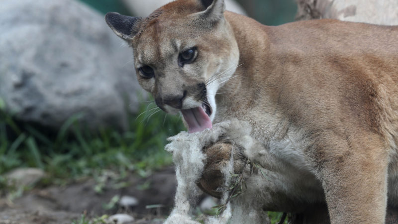 A cougar plays with a piece of wool at the Parque de las Leyendas Zoo, in Lima, Peru, Wednesday, Dec. 9, 2020. Animals in the Peruvian capital are set to receive early Christmas presents on Wednesday in the form of edible treats wrapped up in recycled packaging. (AP Photo/RSS)