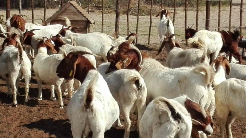 विपन्न परिवारलाई सोलार बत्ती वितरण