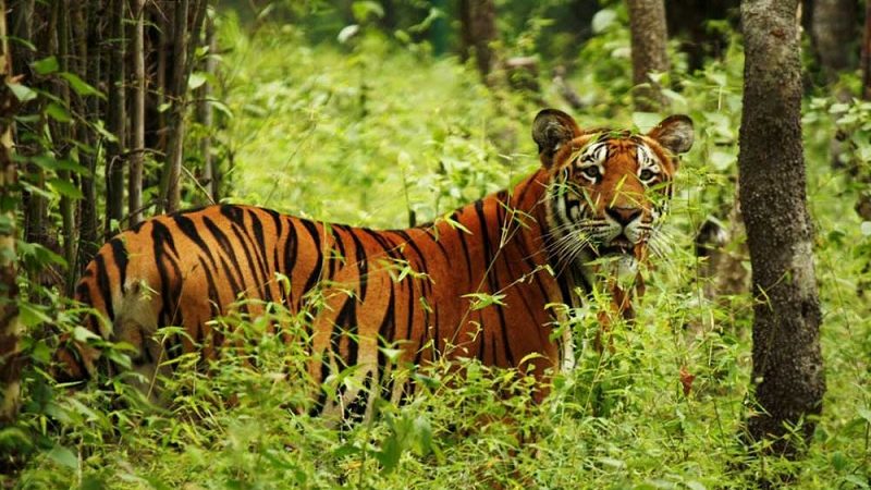 पर्सा निकुञ्जपूर्व पहिलो पटक पाटेबाघ फेला