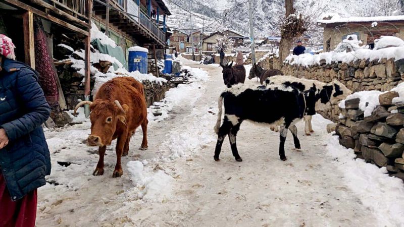 हुम्ला भित्रिने मुख्य नाकामा कडाइ, सर्वसाधारण चिन्तित