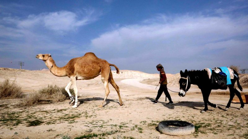 A Palestinian youth walks with a camel and a donkey near Nabi Musa complex, in the Judean Desert near the West Bank town of Jericho, on January 2, 2021. (Photo by HAZEM BADER / AFP)