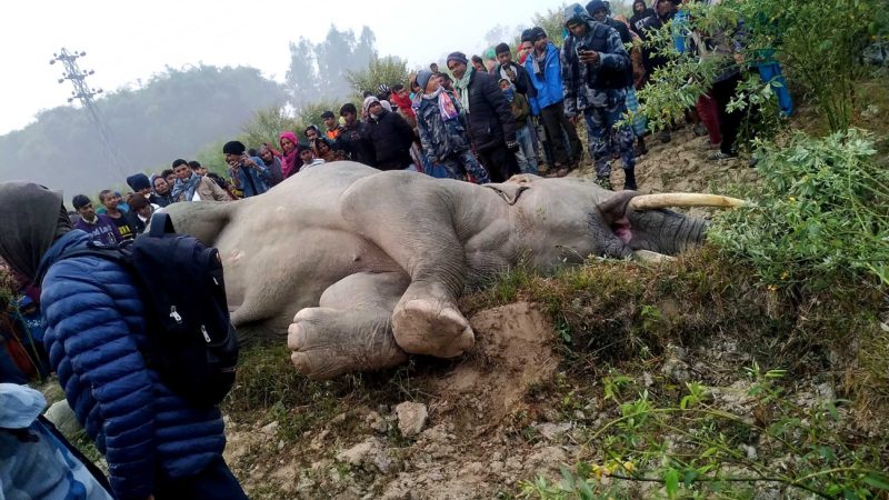 करेन्ट लागेर हात्तीको मृत्यु