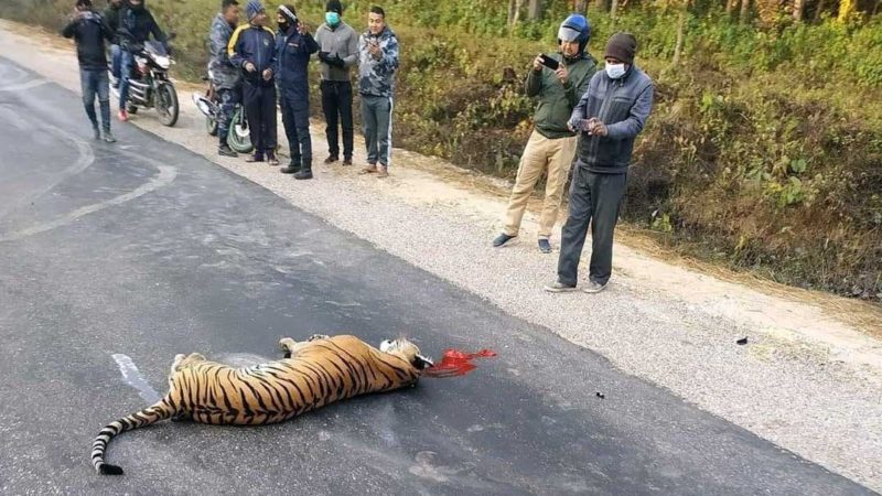 बारा-जितपुर खण्डमा कारको ठक्करबाट एउटा पाटेबाघको मृत्यु