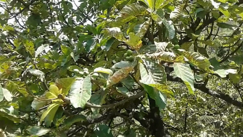 चिउरी कटानले मह उत्पादनमा कमी