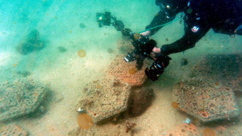 In this underwater photo taken on February 2, 2021, a marine scientist diver from University of Hong Kong's (HKU) School of Biological Sciences swims above a cuttlefish (centre R) protecting her eggs inside an artificial 3D-printed clay seabed, designed to work as an artificial bed for corals, in the waters of Hoi Ha Wan marine park in Hong Kong. - Around 84 species of coral are found in Hong Kong's waters, scientists say, more diverse than those found in the Caribbean Sea. Most can be found on remote inlets, far from the sediment filled Pearl River Delta and its busy shipping channels. But like all reefs in a rapidly warming world, they are under enormous pressure. (Photo by Anthony WALLACE / AFP) / TO GO WITH AFP STORY HONG KONG-CHINA-ENVIRONMENT-REEFS,FEATURE BY SARAH LAI