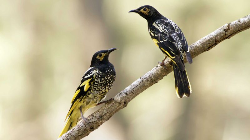 This 2015 photo provided by Lachlan Hall shows male regent honeyeater birds in Capertee Valley in New South Wales, Australia. The distinctive black and yellow birds were once common across Australia, but habitat loss since the 1950s has shrunk their population to only about 300 wild birds today. (Lachlan Hall via AP)