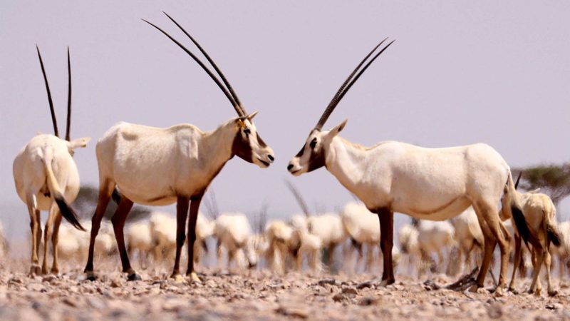 Arabian Oryx are pictured in Al-Wusta wildlife reserve for environmental conservation in the Omani desert capital of Haima in the central governorate of Wusta on April 26, 2021. (Photo by Karim SAHIB / AFP)