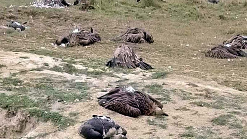 नवलपरासीको रामग्राममा ६ दर्जनजति गिद्ध मरेको अवस्थामा भेटिए
