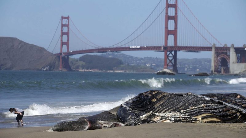 FILE - In this Tuesday, April 21, 2020, file photo, a dead humpback whale is shown in front of the Golden Gate Bridge at Baker Beach in San Francisco. A fifth dead whale has been discovered in less than a month around San Francisco Bay. The whale was discovered near Fort Funston on Friday, April 23. A cause of death has yet to be determined. April is the beginning of the gray whale's northern migration, so finding dead whales near the bay is not unusual, but experts were especially concerned when, a few weeks ago, four dead whales were found in the span of nine days. (AP Photo/Jeff Chiu, File)