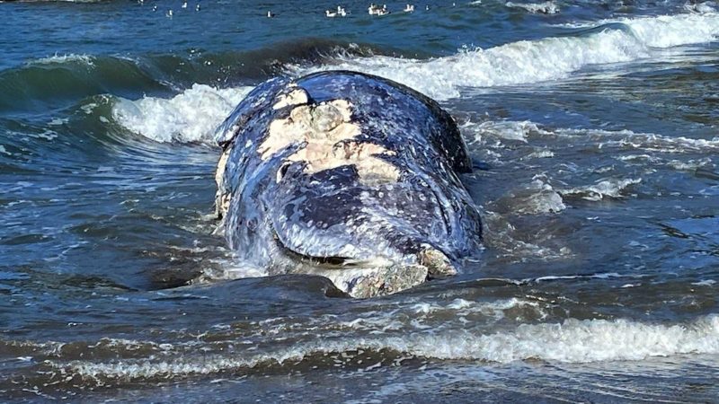 This Thursday, April 8, 2021 photo provided by the Marine Mammal Center shows an adult female gray whale that washed up on Muir Beach cause of death believe to be trauma due to ship strike. Four dead gray whales have washed ashore San Francisco Bay Area beaches in the last nine days and experts said Friday, April 9, 2021, one was struck by a ship. They were trying to determine how the other three died. "It's alarming to respond to four dead gray whales in just over a week because it really puts into perspective the current challenges faced by this species," says Dr. Pádraig Duignan, Director of Pathology at The Marine Mammal Center. (The Marine Mammal Center via AP)