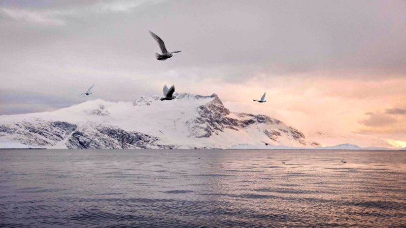 Seagulls fly near the boat of independent fisherman Lars Heilmann fishing for halibut in the Nuuk Fjord, near Nuuk, Greenland on March 20, 2021. - Greenland votes on April 6, 2021 in legislative elections largely seen as a referendum on a controversial mining project that would help diversify the Arctic island's economy as it plans for a future altered by global warming. "I love being an independent fisherman," 27-year-old Heilmann, who mostly catches halibut for export, tells AFP. He's not hoping for much from the election -- "just bigger quotas in the Nuuk fjord" -- and says climate change hasn't affected his life much. (Photo by Christian KLINDT SOLBECK / AFP)