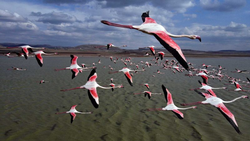 (210404) -- MOGAN LAKE (TURKEY), April 4, 2021 (Xinhua) -- Aerial photo taken on April 4, 2021 shows a flamboyance of flamingos flying over Mogan Lake in Ankara, Turkey. (Photo by Mustafa Kaya/Xinhua)