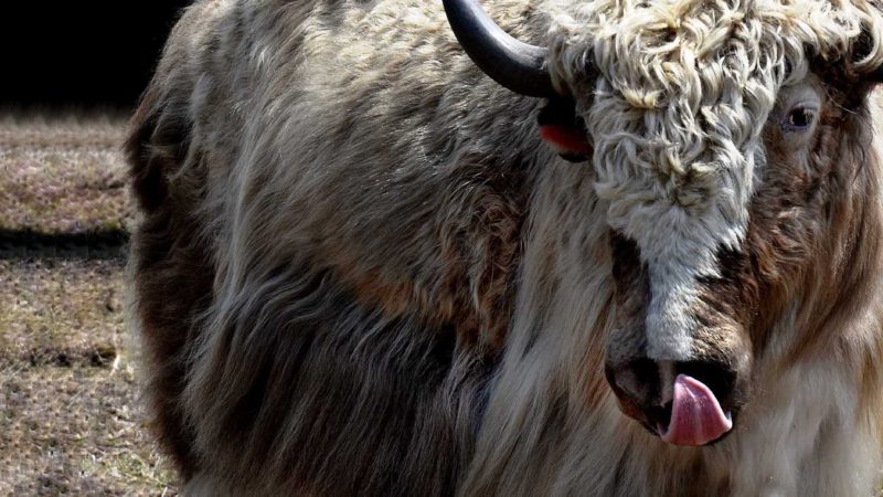 पाँचथरको फालोटमा चौरी महोत्सव हेरौं तस्विरहरु
