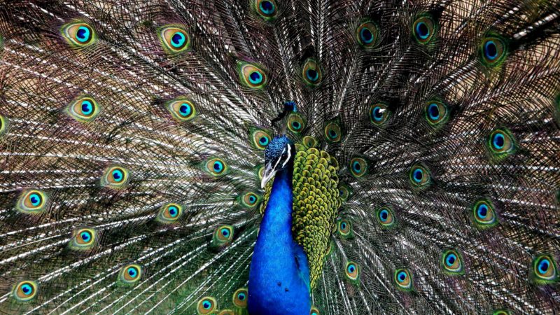 A Peacock is pictured in its enclosure at the Kuwait Zoo in thr capital Kuwait City on May 7, 2021. (Photo by YASSER AL-ZAYYAT / AFP)