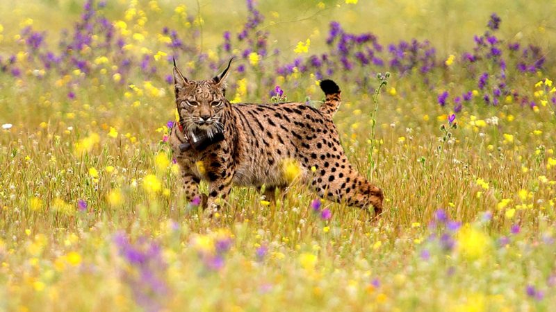 (FILES) In this file photo taken on April 24, 2015 Iberian lynx Lila takes its first steps after being released on a farm near the village of Mazarambros near Toledo as part of an initiative to repopulate the endangered species. - After registering more than a thousand Iberian lynxes last year, this endangered species of big cat is escaping from the danger of extinction, Spanish authorities assured on May 28, 2021. (Photo by Pierre-Philippe MARCOU / AFP)