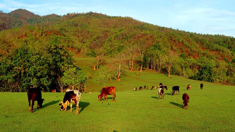 चैनपुर नगरपालिका –११ सातटारेमा गाई चराइँदै । ग्रामीण समाजमा पशुपालन अर्थतन्त्रको मेरुदण्ड मानिन्छ । कृषिबाली उत्पादनका लागि पनि पशुपालन गरिन्छ । गाउँघरमा गाई गोरु धेरै हुने भएका कारण जङ्गल वा चउरमा चराउन लगिन्छ । तस्विर : भविन कार्की/ रासस