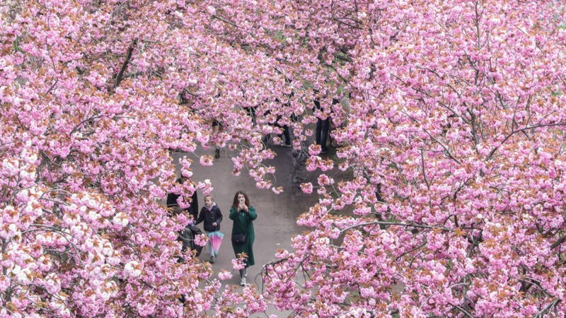 People enjoy their time beneath blooming cherry blossom trees in Berlin, capital of Germany, on May 2, 2021. (Photo/RSS)