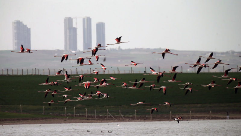 Photo taken on May 2, 2021 shows a flamboyance of flamingos over Mogan Lake in Ankara, Turkey. (Photo/RSS)