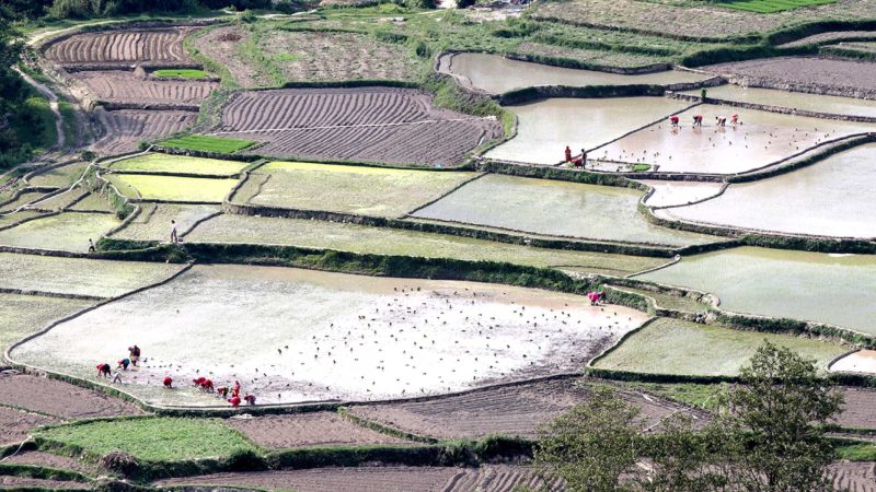 मुखमा मास्क र गोजीमा स्यानिटाइजरसहित रोपाइँमा व्यस्त किसान