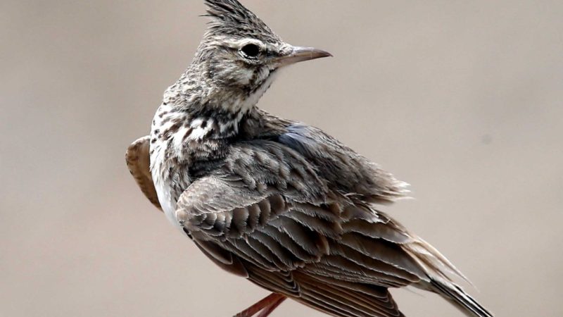 (210513) -- ANKARA, May 13, 2021 (Xinhua) -- Photo taken on May 12, 2021 shows a crested lark bird resting at the Nallihan Bird Sanctuary in Ankara, Turkey. (Photo by Mustafa Kaya/Xinhua)