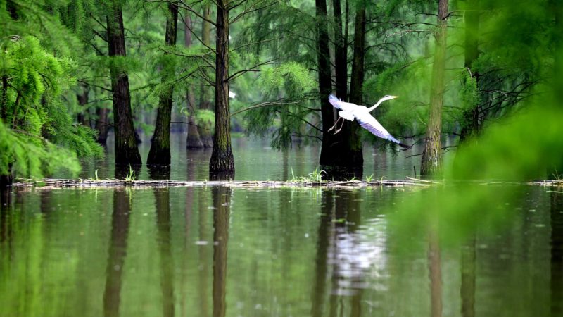 (210513) -- LAI'AN, May 13, 2021 (Xinhua) -- A bird flies at the Chishan Lake National Wetland Park in Lai'an County, east China's Anhui Province, May 12, 2021. After years of ecological restoration, the Chishan Lake National Wetland Park has become a paradise of birds and fowls. (Xinhua/Liu Junxi)