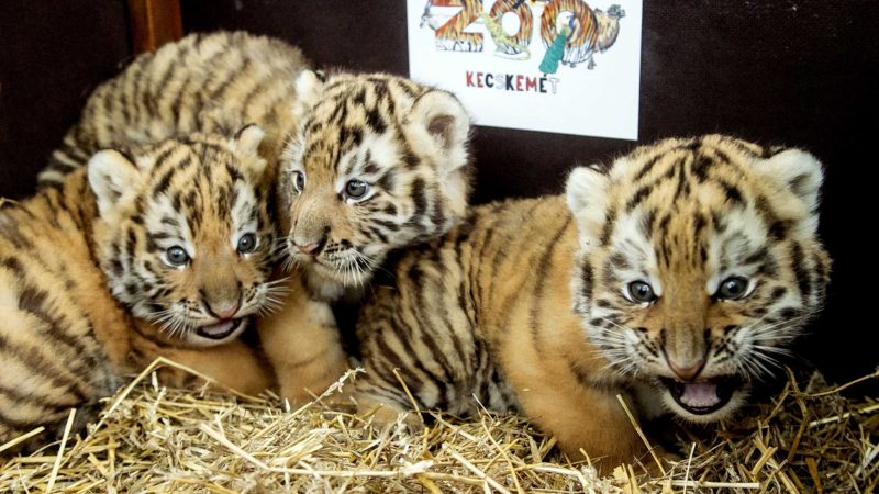 One of three Siberian tiger cubs (Panthera tigris altaica) is shown by a keeper in the Kecskemet Zoo in Kecskemet, Hungary, Thursday, May 13, 2021. The two male and one female cubs were born on March 31 as the first tiger cubs in the history of the zoo. (Sandor Ujvari /MTI via AP)