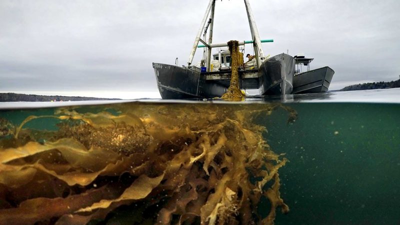 A line of seaweed is hauled aboard a barge for harvesting, Thursday, April 29, 2021, off the coast of Cumberland, Maine.  Maine’s seaweed farmers are in the midst of a spring harvest that is almost certain to break state records(AP Photo/Robert F. Bukaty)