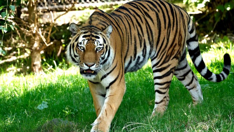 A Sibirian Tiger strolls through its enclosure at the Tierpark Hagenbeck zoo in the northern German city of Hamburg on June 28, 2021. (Photo by MORRIS MAC MATZEN / AFP)