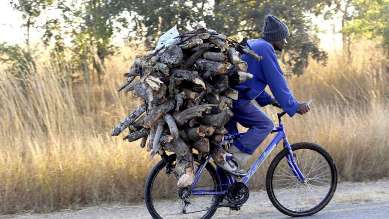 A man carries firewood on his bicycle in Zvimba, rural Zimbabwe on Friday, June, 25, 2021. A new surge of the coronavirus is finally penetrating Africa’s rural areas, where most people on the continent live, spreading to areas that once had been seen as safe havens from infections that hit cities particularly hard. (AP Photo/Tsvangirayi Mukwazhi)