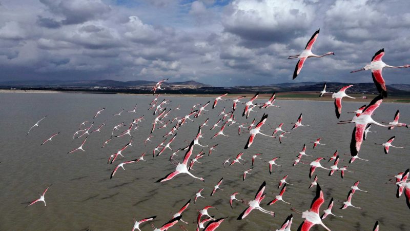 (210608) -- MOGAN LAKE (TURKEY), June 8, 2021 (Xinhua) -- Aerial photo taken on June 8, 2021 shows a flamboyance of flamingos flying over Mogan Lake in Ankara, Turkey. (Photo by Mustafa Kaya/Xinhua)