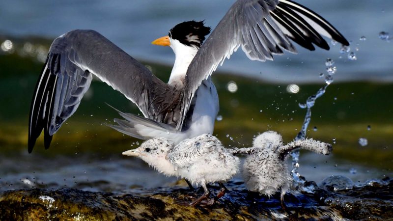 KUBBAR ISLAND, June 21, 2021 (Xinhua) -- Photo taken on June 20, 2021 shows a lesser crested tern and two baby birds on Kubbar Island, Kuwait. (Photo by Ghazy Qaffaf/Xinhua)