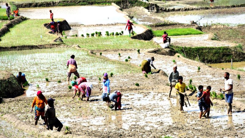निरस बन्यो असारे पन्ध्र