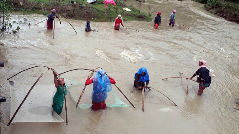 घोराही– ७ स्थित सौडियारका चौधरी समुदायका मानिस घर नजिकैको खोलामा माछा मार्दै । खोलामा आएको भेलसँगै माछा पनि आउने भएकाले माछा मार्न आएको उनीहरू बताउँछन् । तस्वीर : रन्जिता अधिकारी/रासस