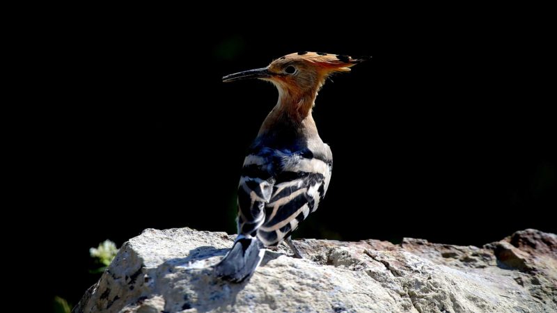 (210623) -- ANKARA, June 23, 2021 (Xinhua) -- A hoopoe is seen at the Mogan Lake in Ankara, Turkey, on June 22, 2021. (Photo by Mustafa Kaya/Xinhua)