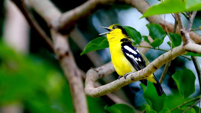 (210531) -- MYANMAR, May 31, 2021 (Xinhua) -- Photo taken on May 30, 2021 shows a Common Iora at Hlawga Wildlife Park on the outskirts of Yangon, Myanmar. (Xinhua/U Aung)