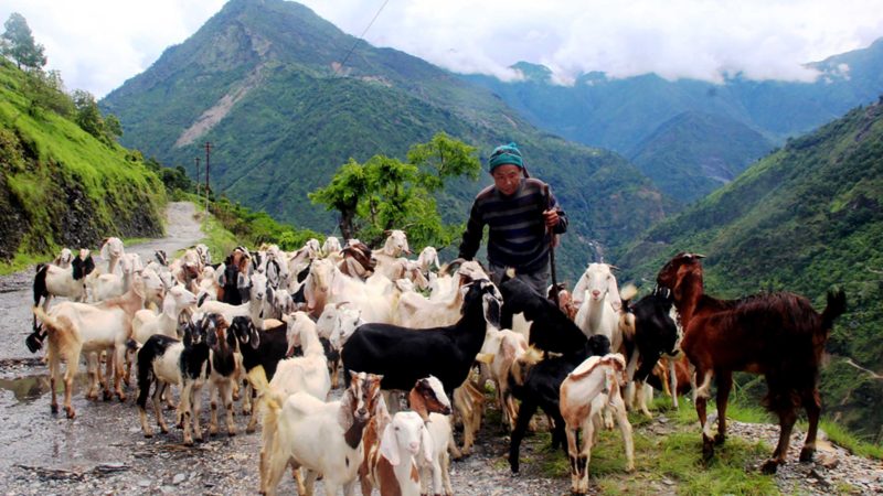 म्याग्दीका धवलागिरि गाउँपालिका–७ धारापानीमा बाख्रा चराउनका लागि चरणक्षेत्रतर्फ लैजाँदै गरेका किसान । तस्वीर : कमल खत्री/रासस