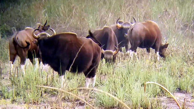 जङ्गली हात्तीले गर्दा गौरीगाई गणना स्थगित