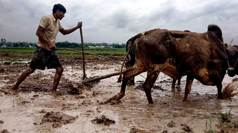 शुक्लाफाँटा नगरपालिका–२, रानीपुरका किसान धान रोप्नका लागि खेत गोरूको सहायताले हिल्याउँदै ।  तस्बिर : राजेन्द्रप्रसाद पनेरु/रासस