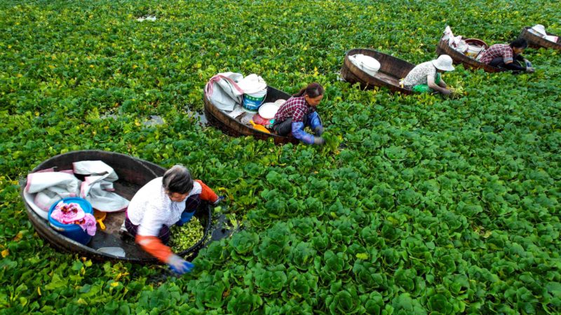 TOPSHOT - Farmers pick up water chestnuts in a pond in Taizhou, in China's eastern Jiangsu province on July 12, 2021. (Photo by STR / AFP) / China OUT