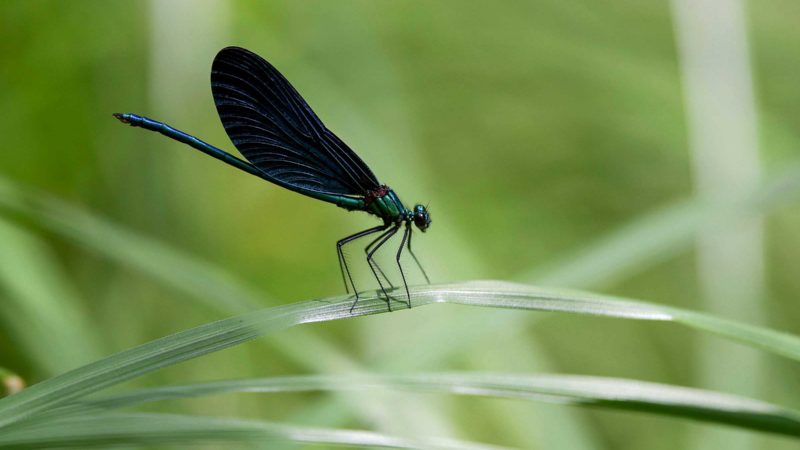 A male black-winged dragonfly (Calopteryx maculata) rests on a grass leaf near the town of Klina on July 12, 2021. (Photo by Armend NIMANI / AFP)