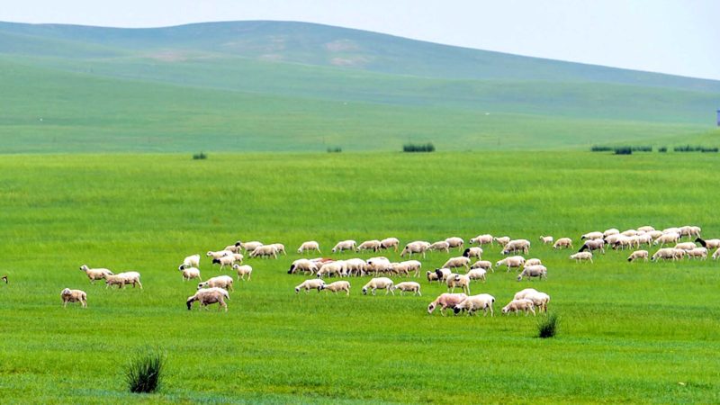 XILINGOL, July 13, 2021 (Xinhua) -- Sheep forage on the Xilingol Grassland in north China's Inner Mongolia Autonomous Region, July 12, 2021. (Xinhua/Lian Zhen)