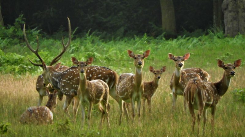 महामारीले चितवनमा घटे आधा पर्यटक