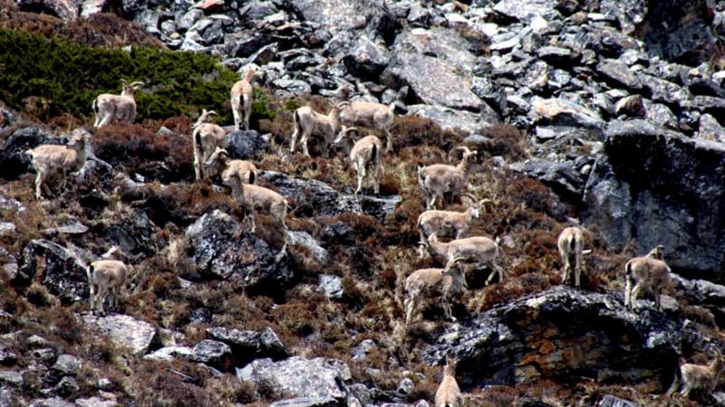 कञ्चनजङ्घा संरक्षण क्षेत्रमा नाउरको सङ्ख्या बढ्दो