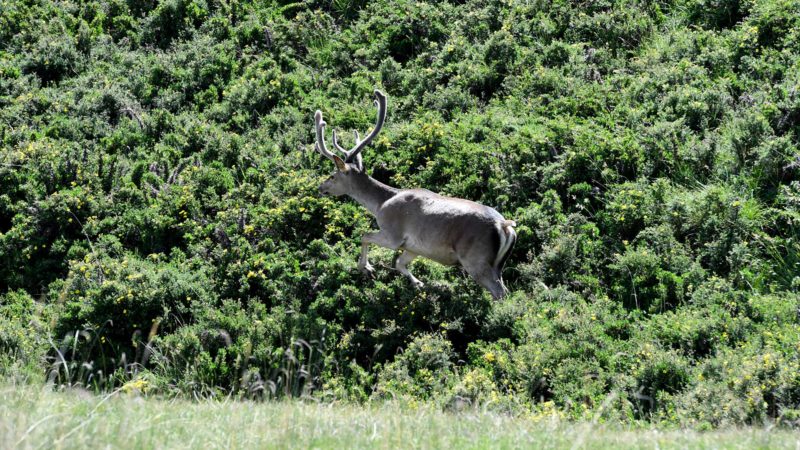 (210718) -- SUNAN, July 18, 2021 (Xinhua) -- Photo taken on July 17, 2021 shows red deer at a cultivation field in Sunan Yugur Autonomous County, northwest China's Gansu Province. More than 500 red deer live in the cultivation field of Sunan Yugur Autonomous County that is located on the valley of the Qilian Mountain at an altitude of 2,700 to 3,000 meters. (Xinhua/Fan Peishen)