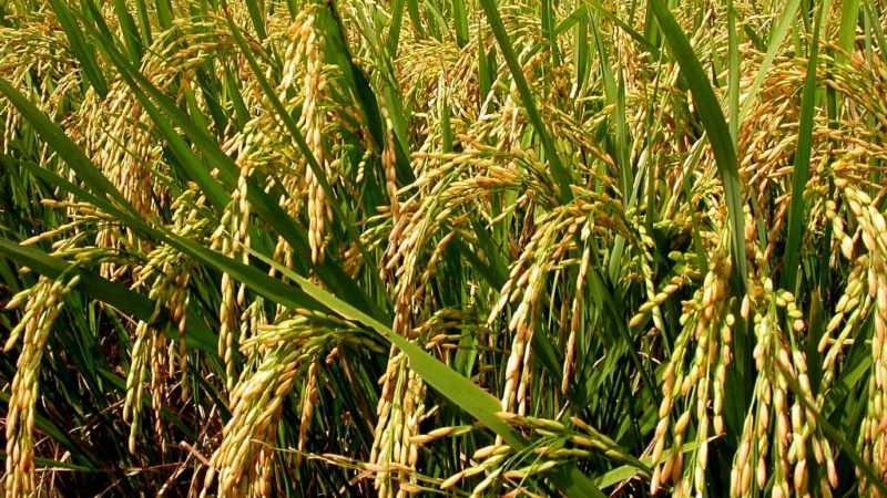 लोपोन्मुख बासमती धानको व्यावसायिक खेती