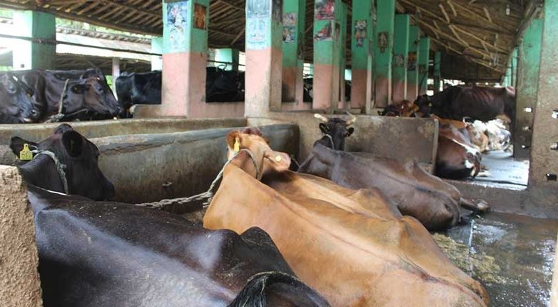 २० करोड लगानीमा गाईपालन